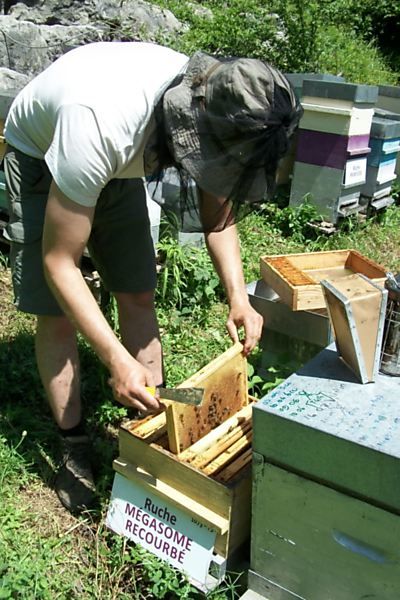 La ruche Mégasome recourbé