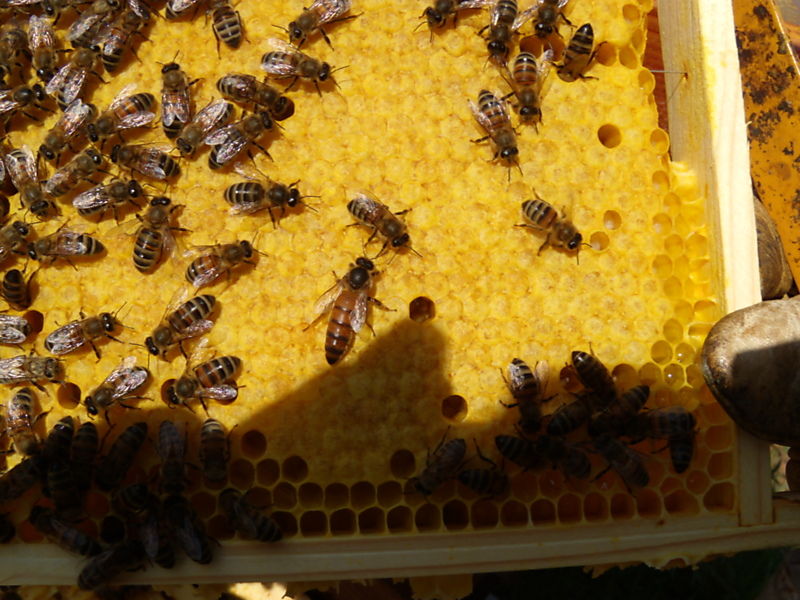 La ruche Mégasome recourbé