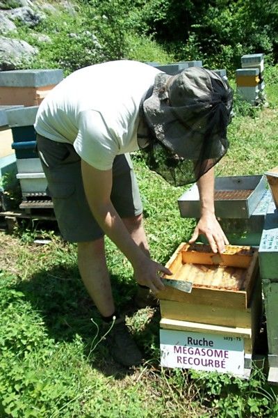 La ruche Mégasome recourbé