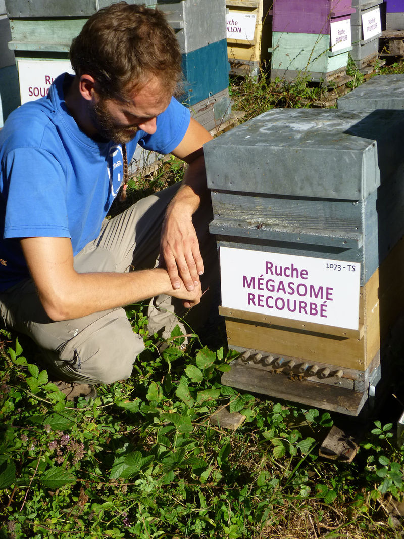 La ruche Mégasome recourbé
