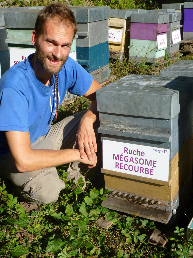 La ruche Mégasome recourbé