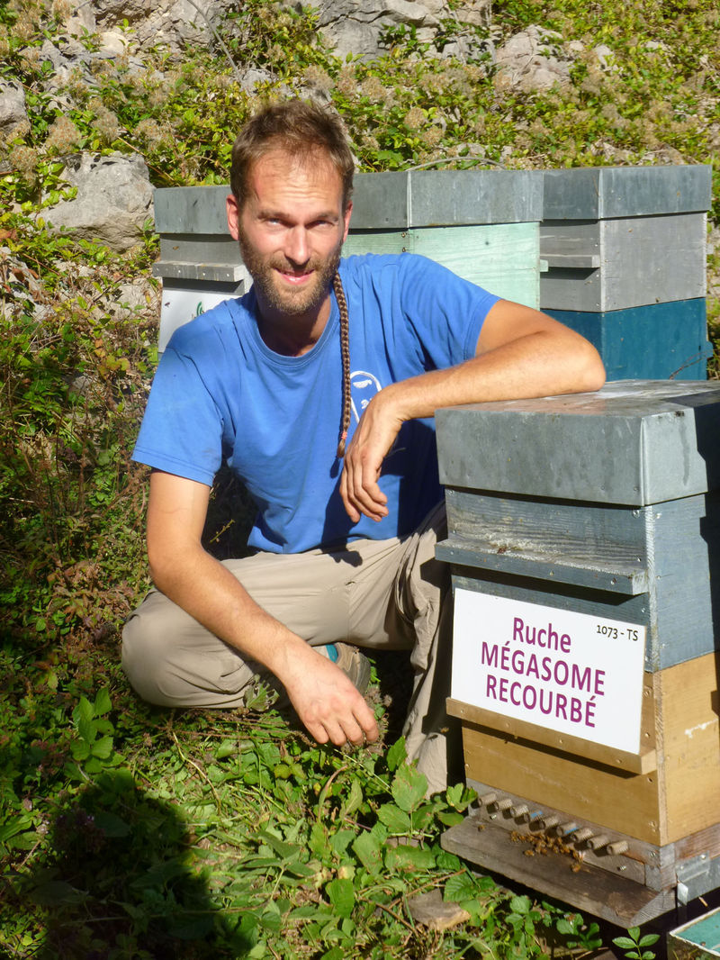 La ruche Mégasome recourbé