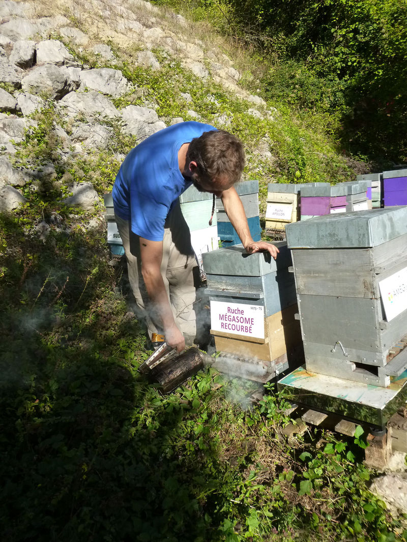 La ruche Mégasome recourbé