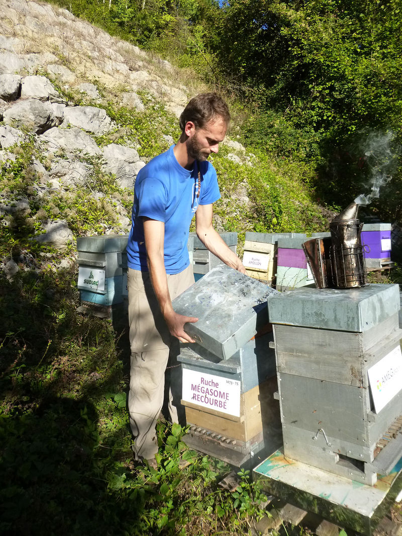 La ruche Mégasome recourbé