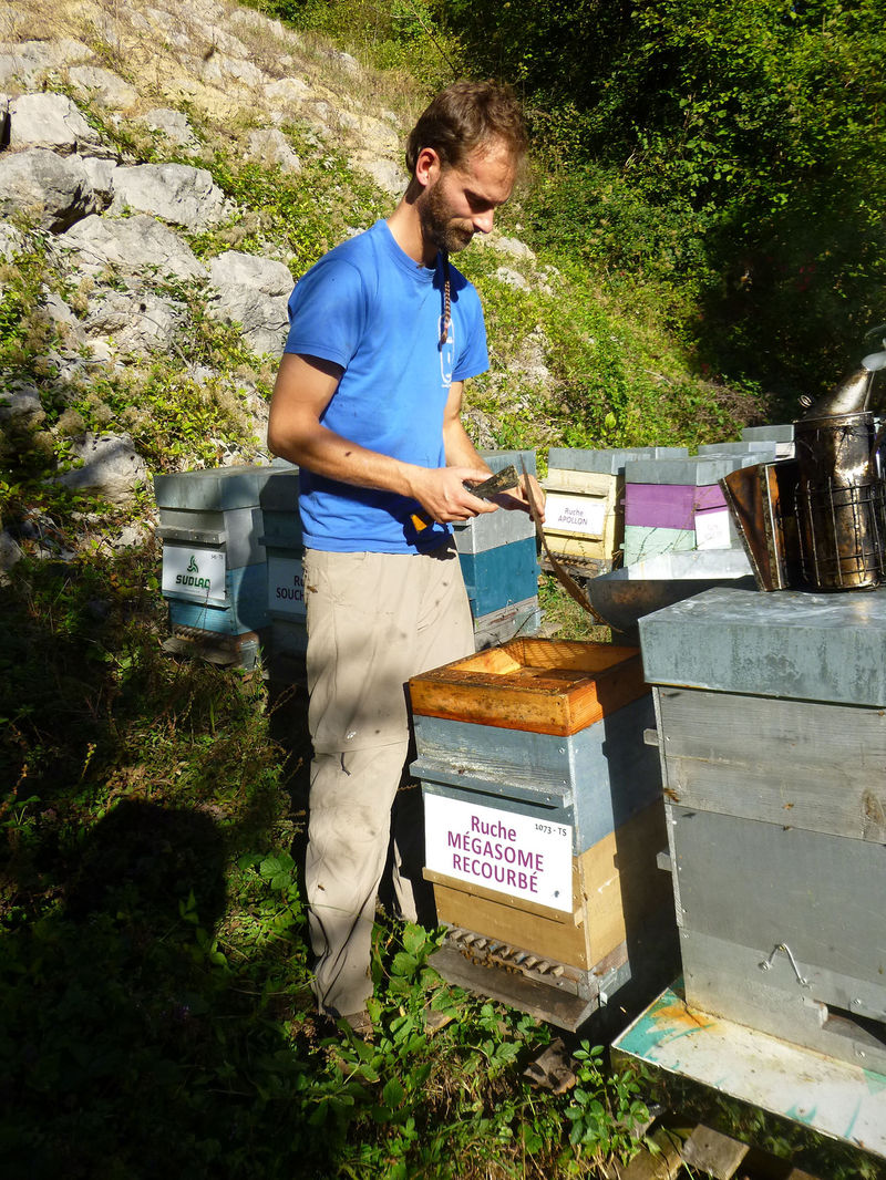 La ruche Mégasome recourbé