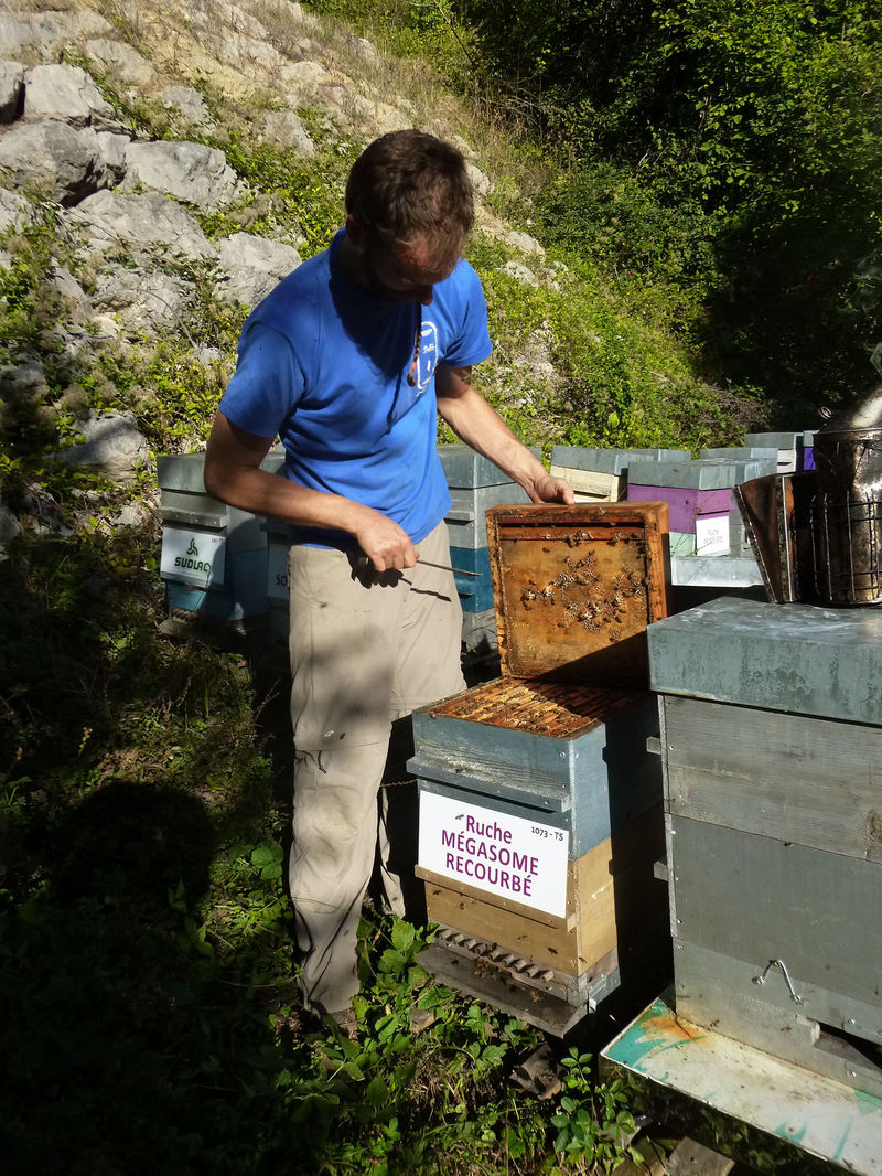 La ruche Mégasome recourbé