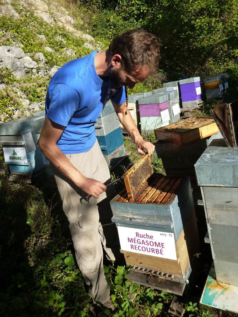 La ruche Mégasome recourbé