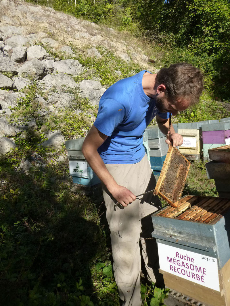 La ruche Mégasome recourbé