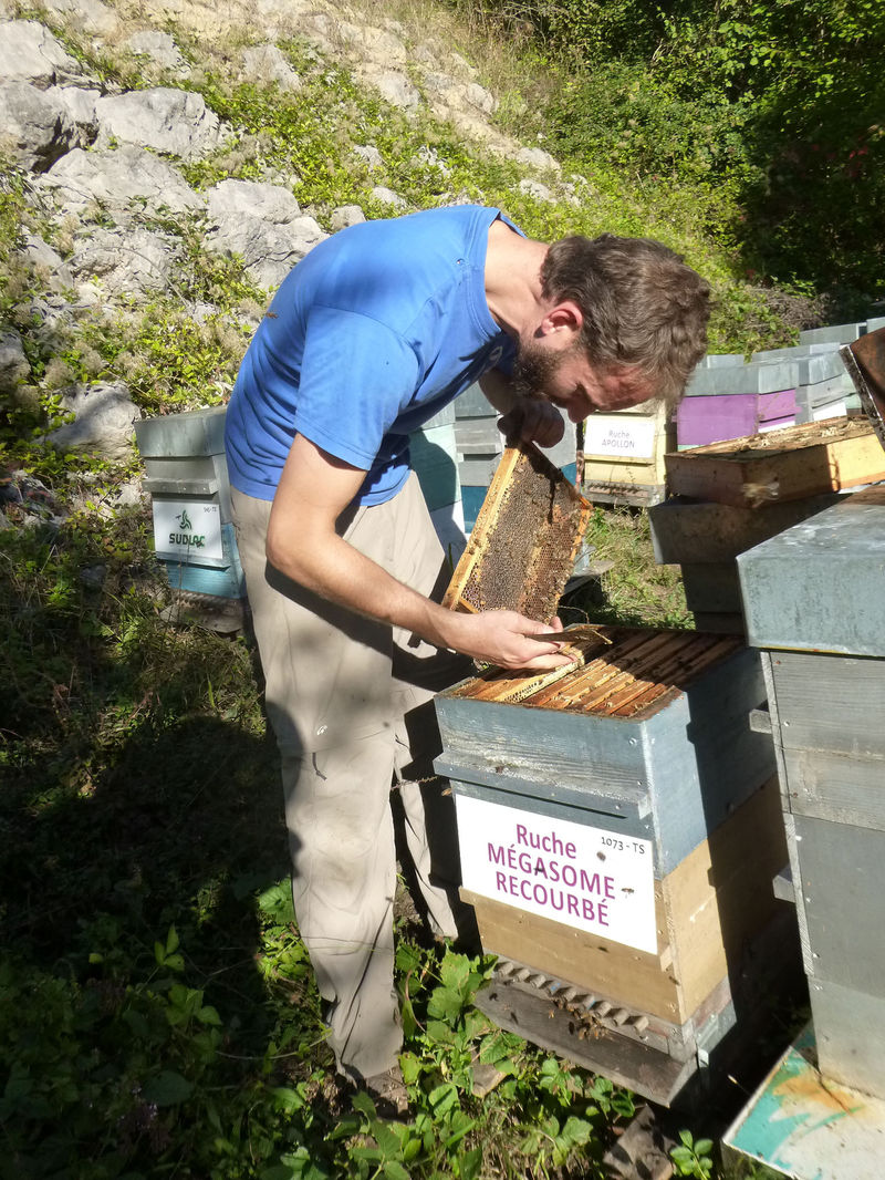La ruche Mégasome recourbé