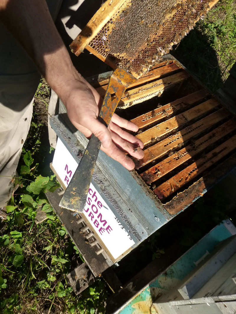 La ruche Mégasome recourbé