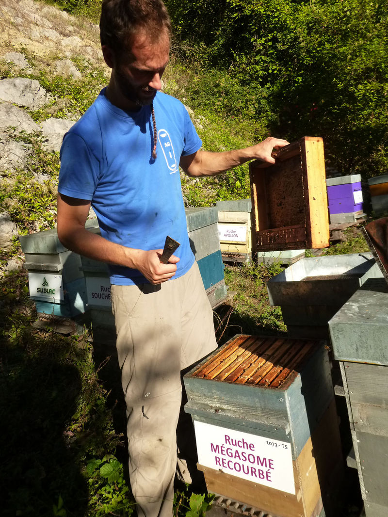 La ruche Mégasome recourbé