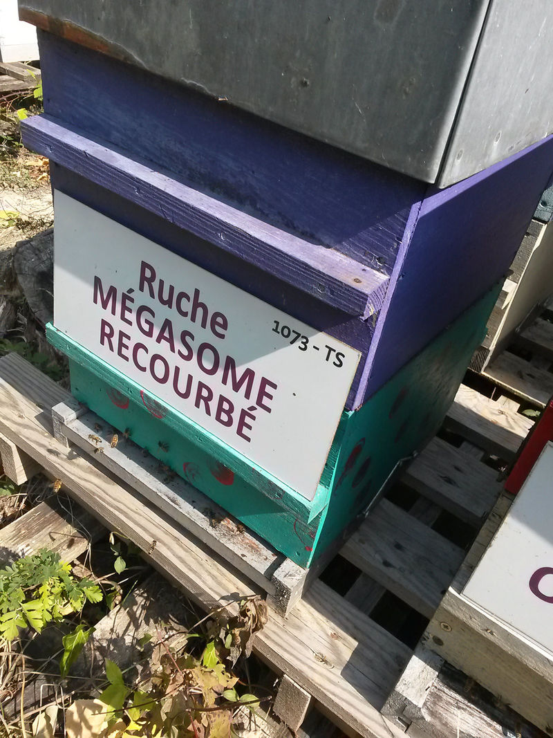 La ruche Mégasome recourbé