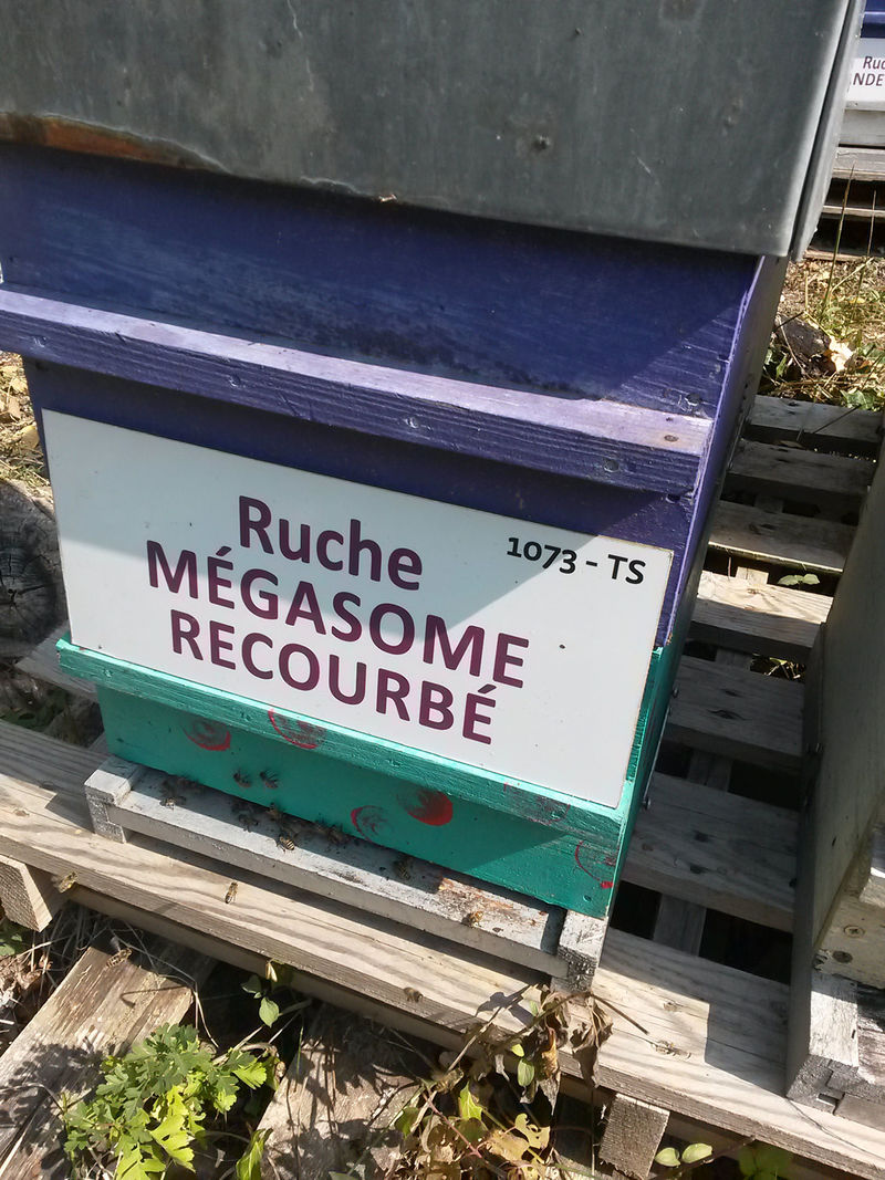La ruche Mégasome recourbé