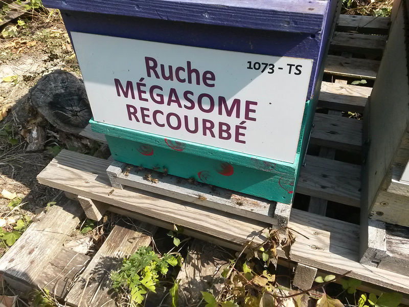 La ruche Mégasome recourbé