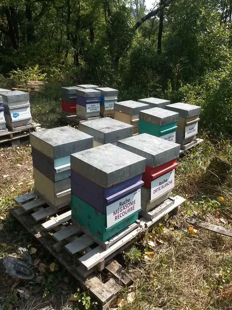 La ruche Mégasome recourbé