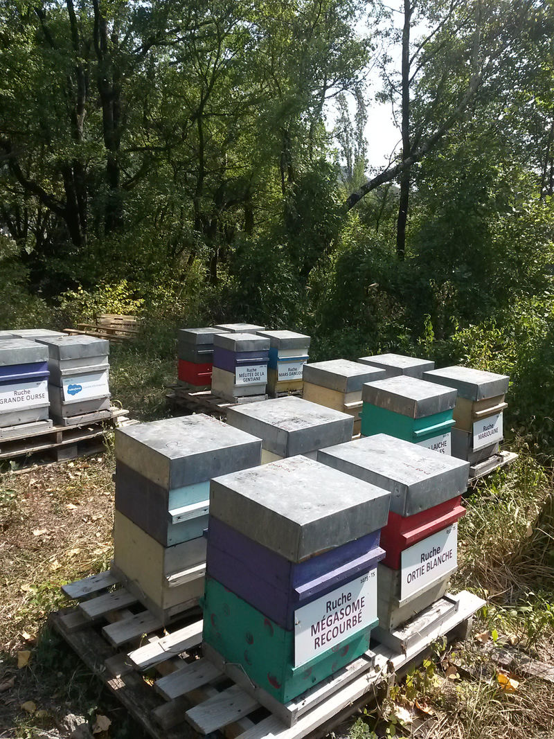 La ruche Mégasome recourbé