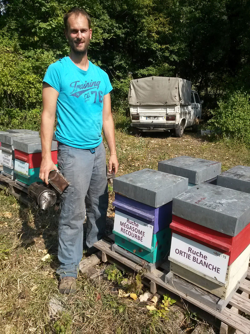 La ruche Mégasome recourbé