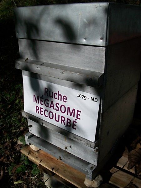 La ruche Mégasome recourbé