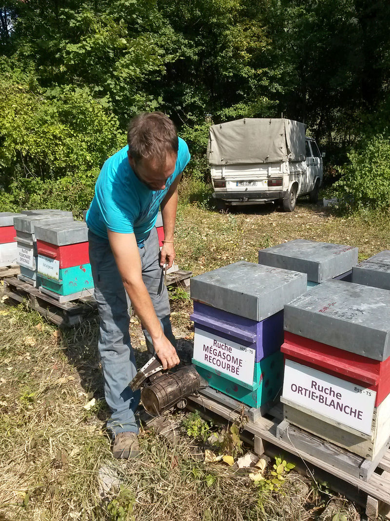La ruche Mégasome recourbé