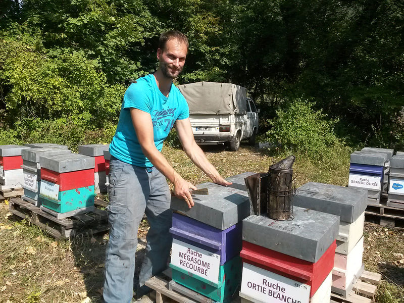 La ruche Mégasome recourbé
