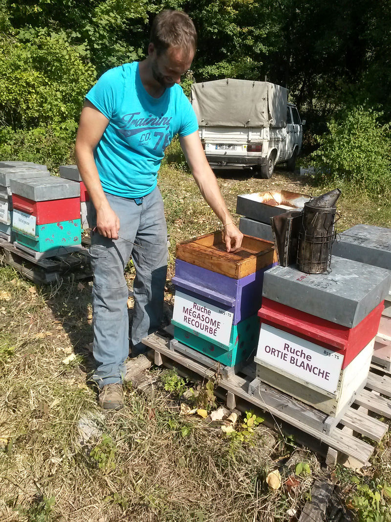 La ruche Mégasome recourbé