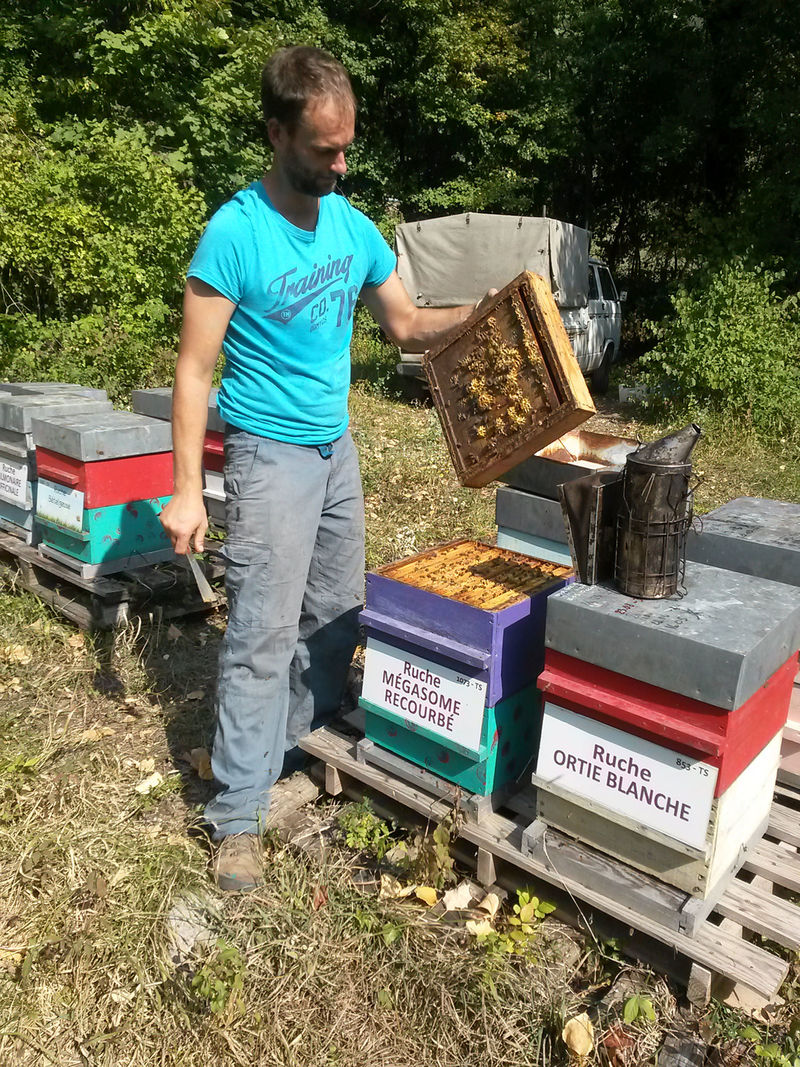 La ruche Mégasome recourbé
