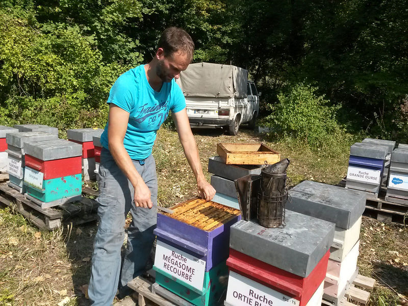 La ruche Mégasome recourbé