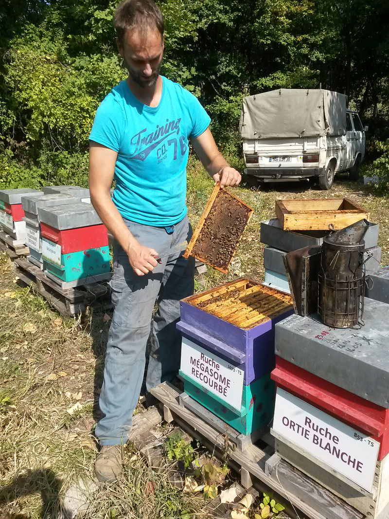 La ruche Mégasome recourbé