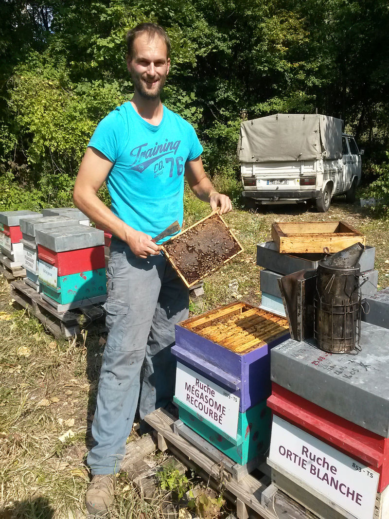 La ruche Mégasome recourbé