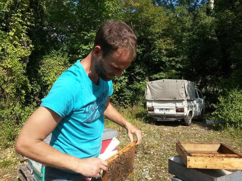 La ruche Mégasome recourbé