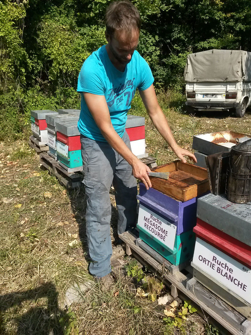 La ruche Mégasome recourbé