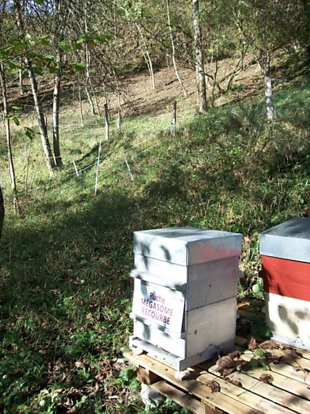 La ruche Mégasome recourbé