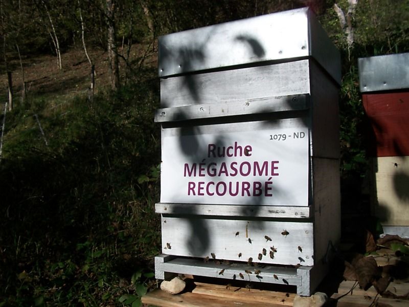 La ruche Mégasome recourbé