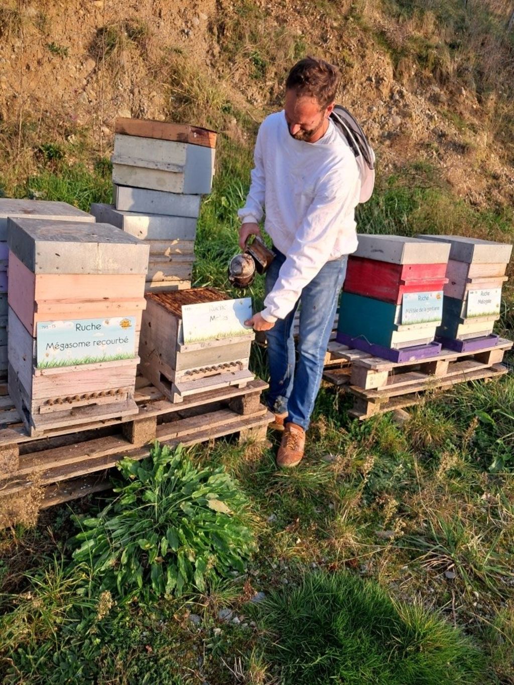 La ruche Mégasome recourbé