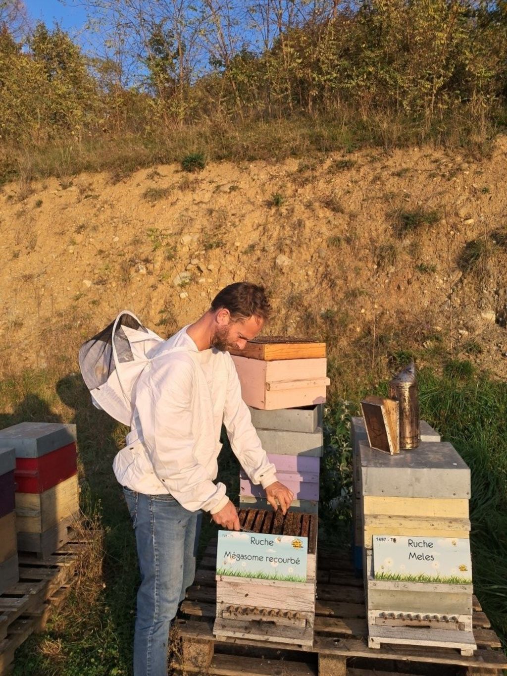 La ruche Mégasome recourbé