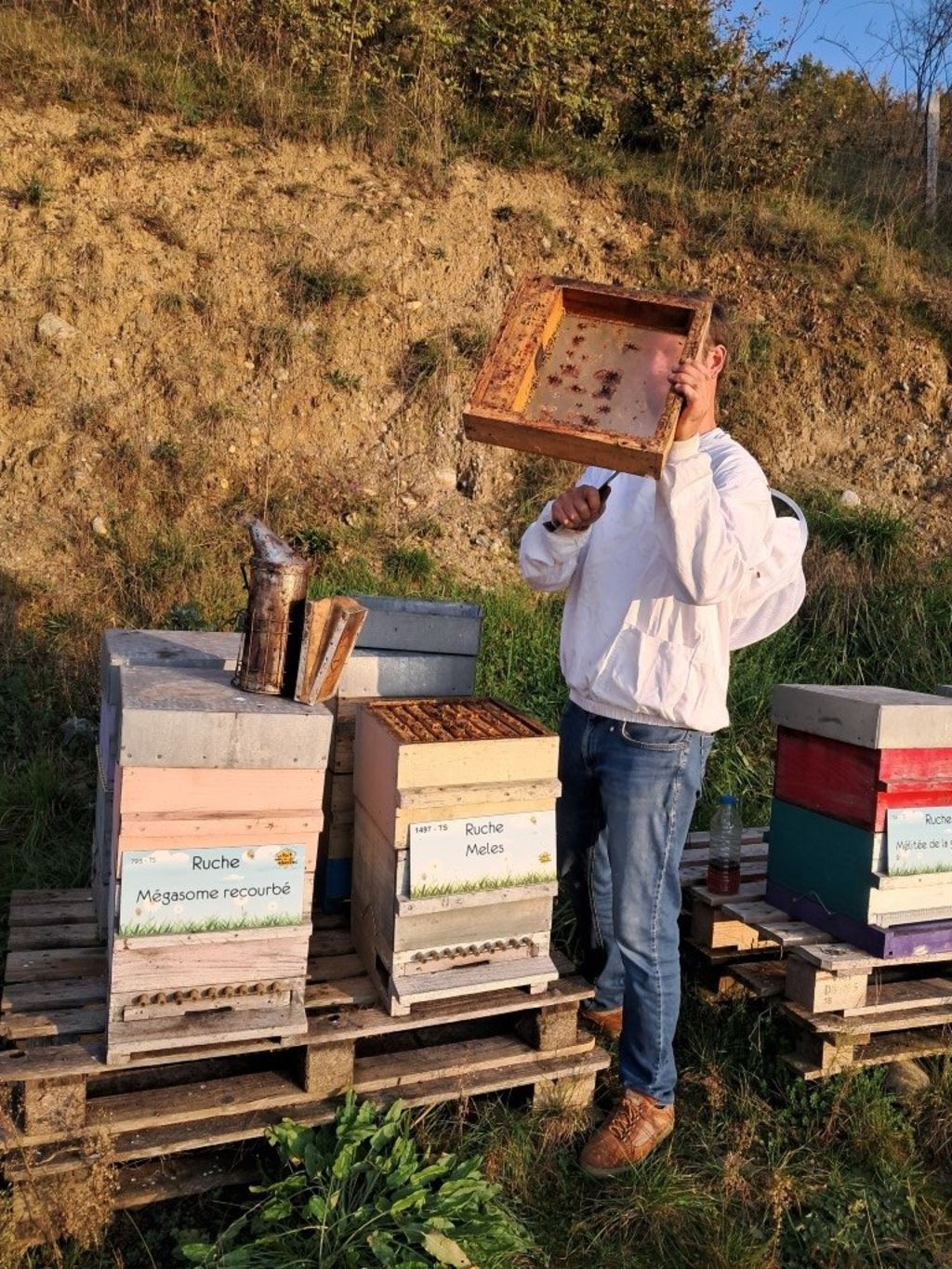 La ruche Mégasome recourbé