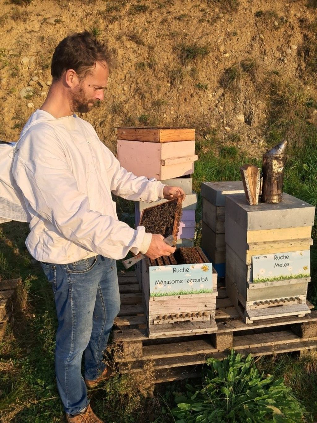 La ruche Mégasome recourbé