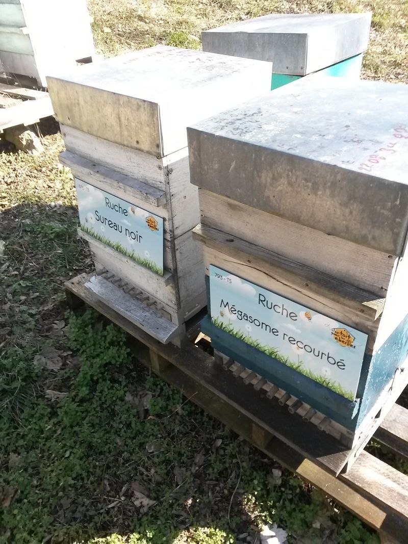 La ruche Mégasome recourbé