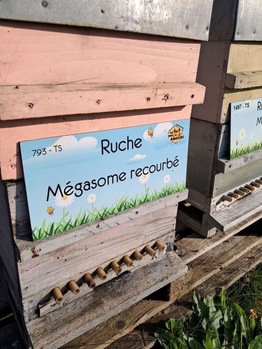 La ruche Mégasome recourbé