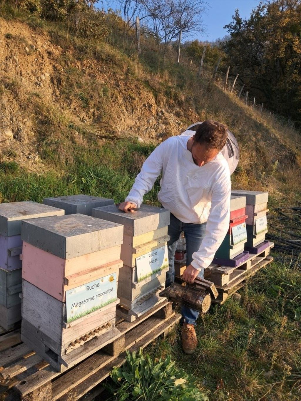 La ruche Mégasome recourbé