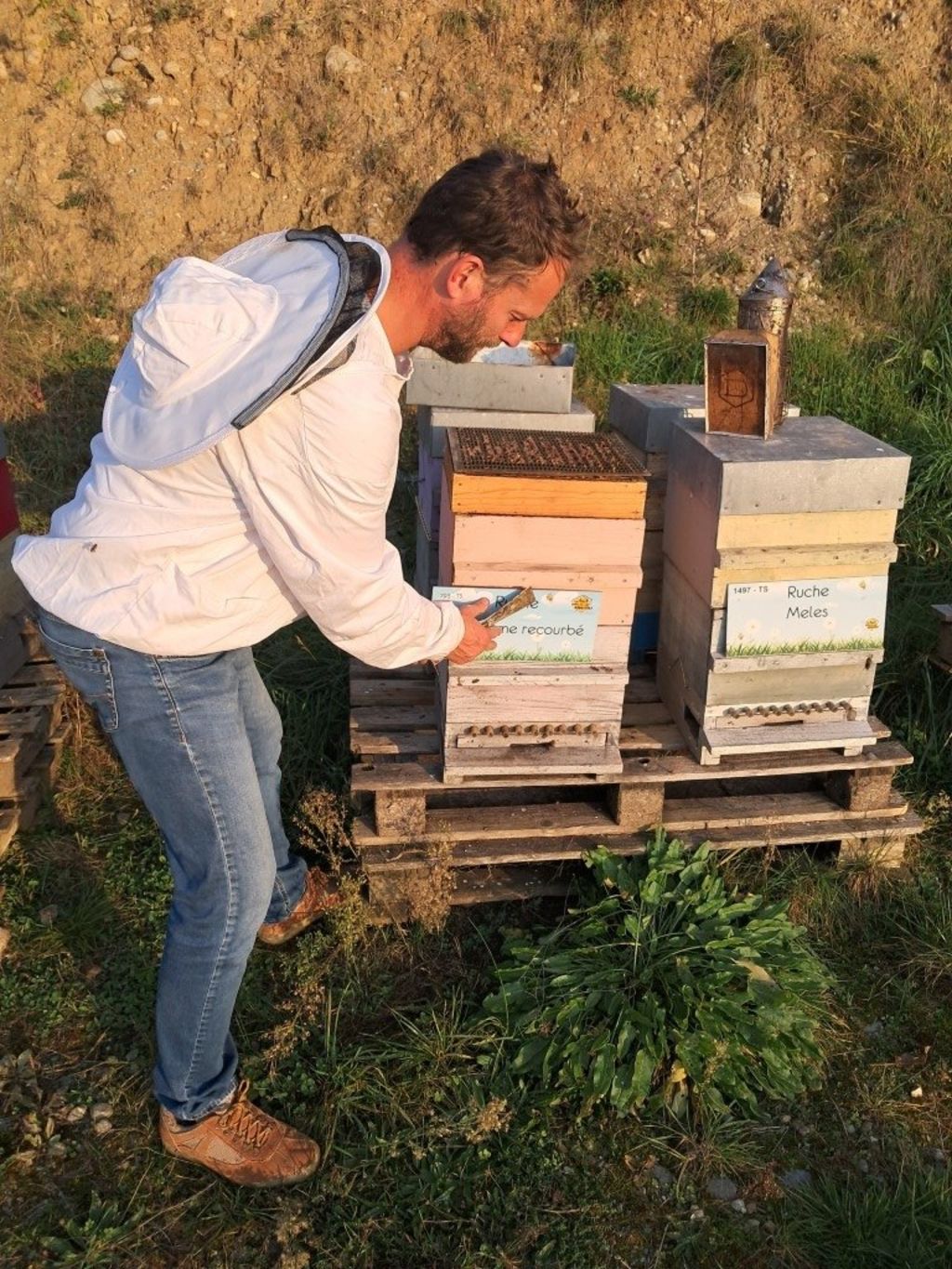 La ruche Mégasome recourbé