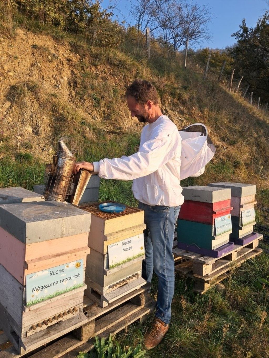 La ruche Mégasome recourbé