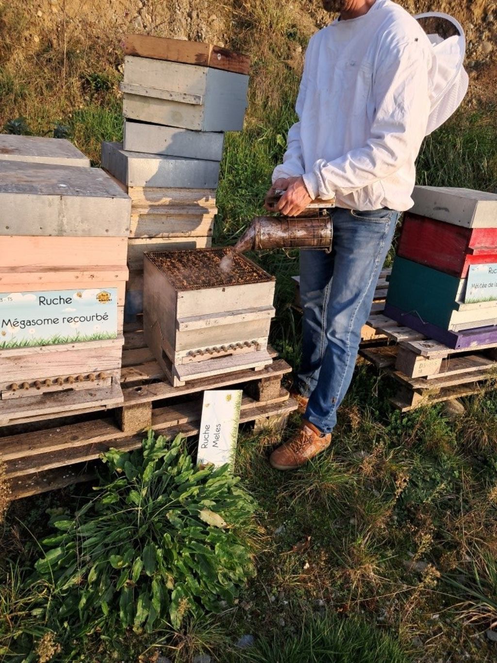 La ruche Mégasome recourbé