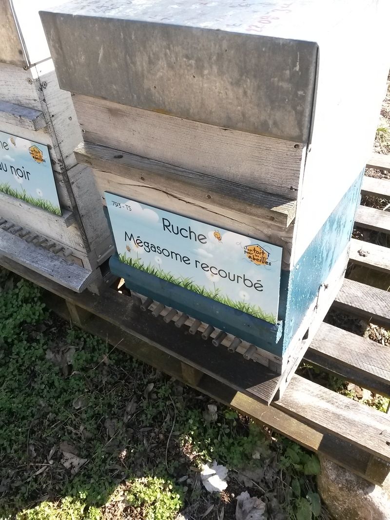 La ruche Mégasome recourbé