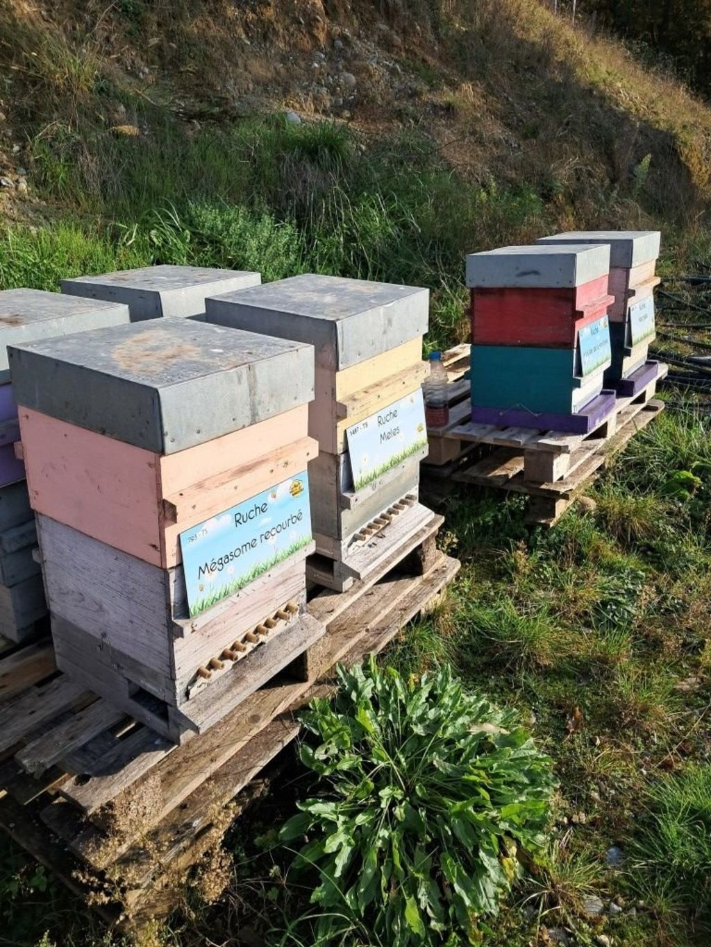 La ruche Mégasome recourbé