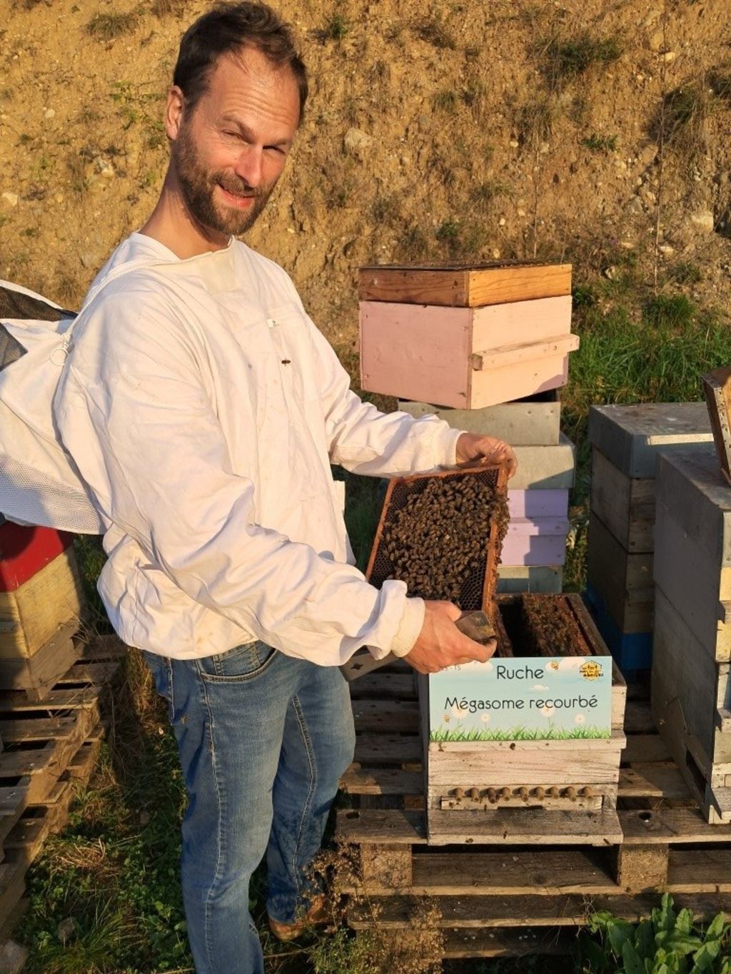 La ruche Mégasome recourbé