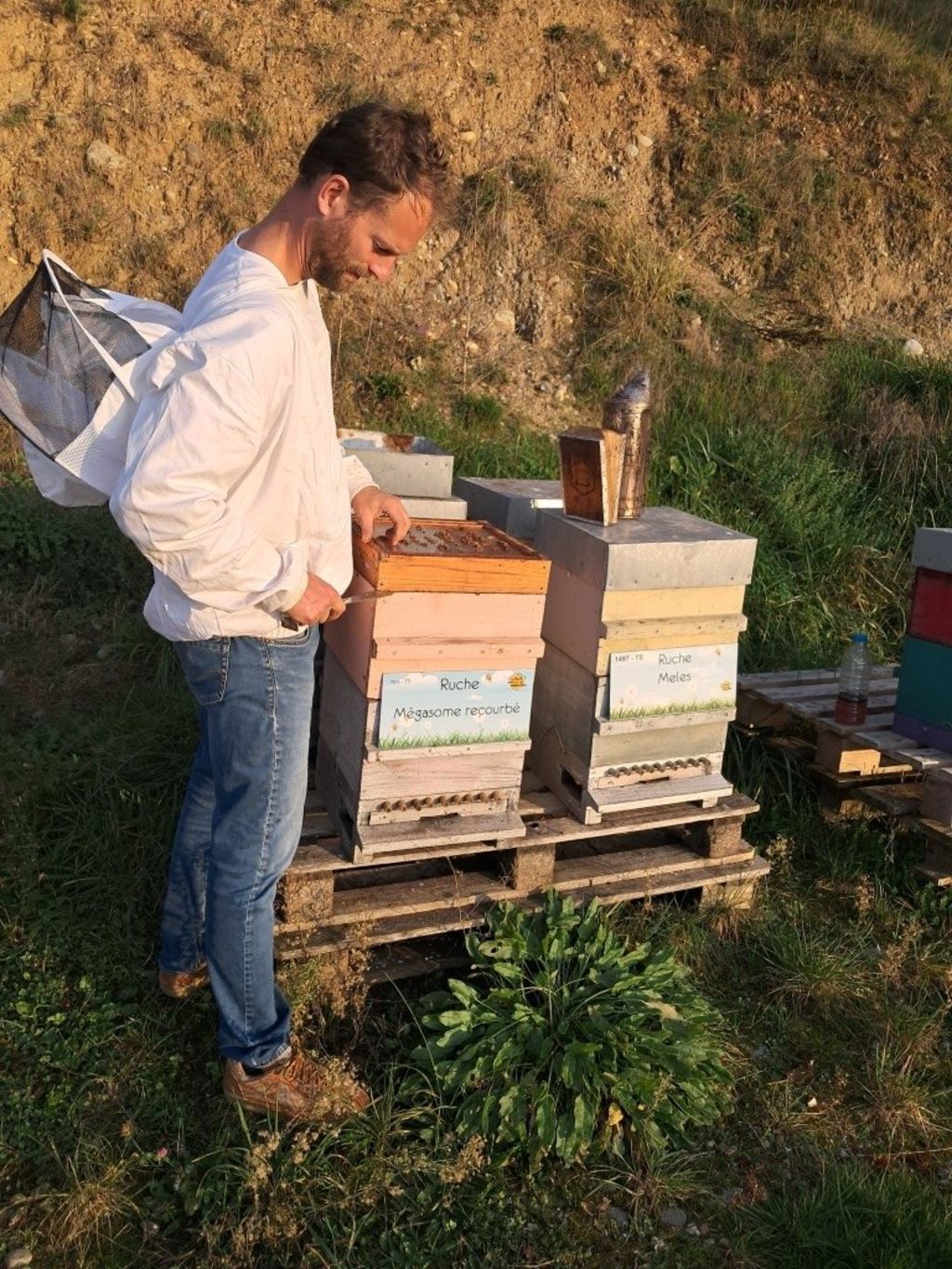 La ruche Mégasome recourbé