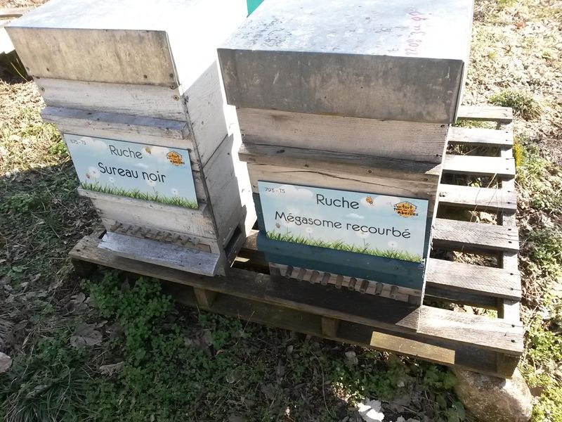 La ruche Mégasome recourbé