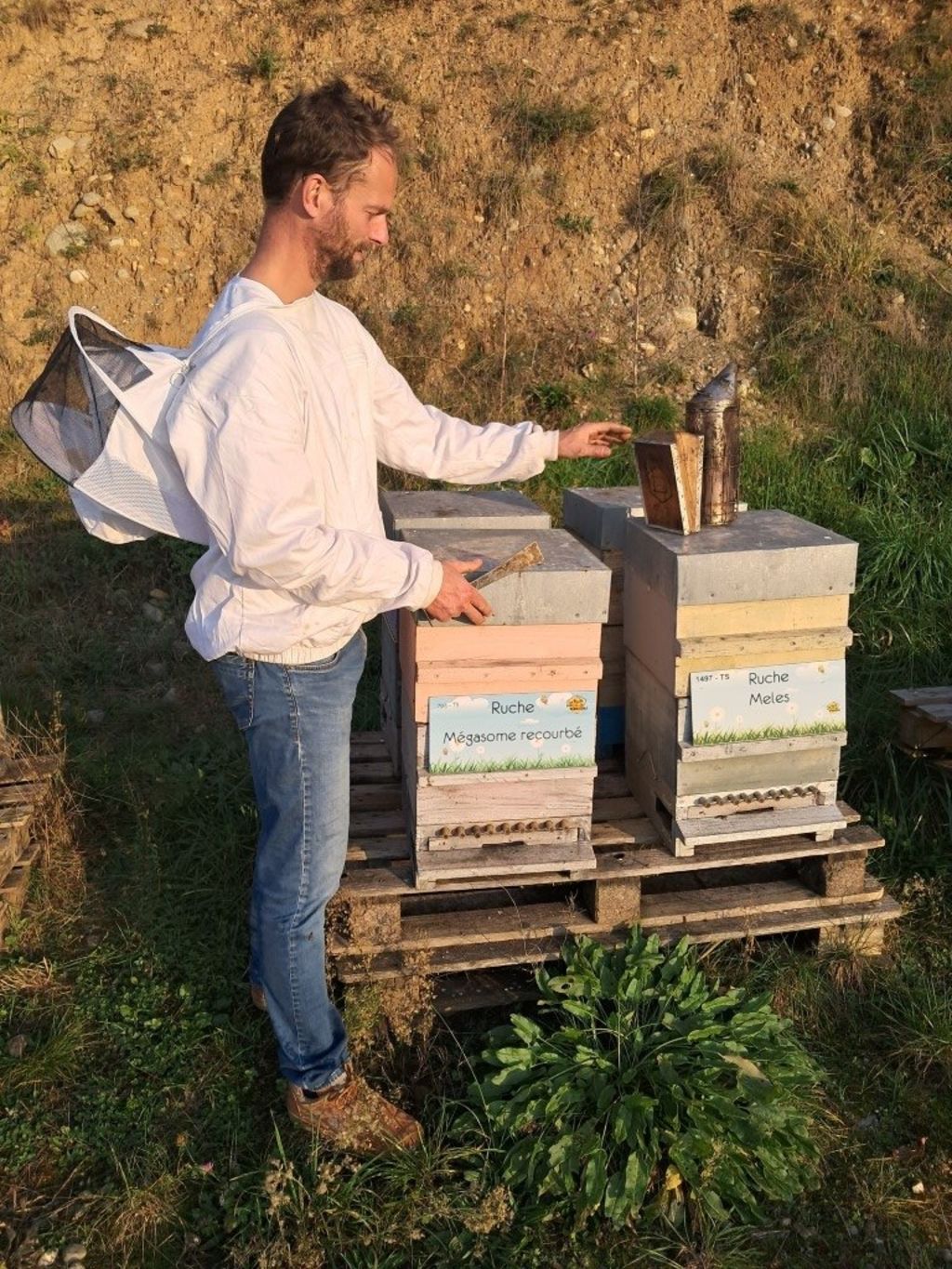 La ruche Mégasome recourbé