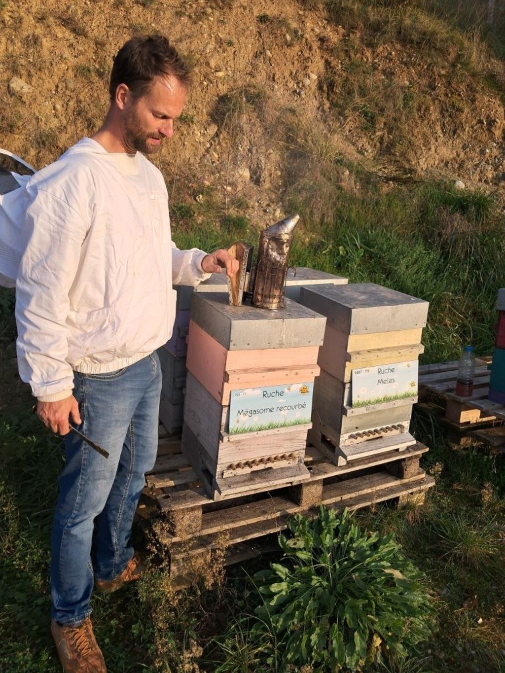 La ruche Mégasome recourbé